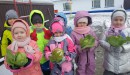 Воспитанники старшей группы собрали урожай капусты 